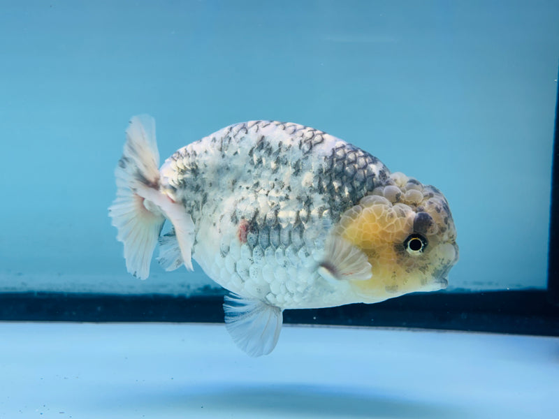 Thai Granite Ranchu 3.50 inch Male (KP-238) R2C07