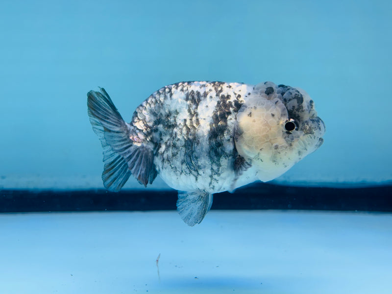 Thai Granite Ranchu 2.50 inch Male (KP-234) R2C07