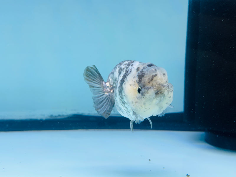 Thai Granite Ranchu 2.50 inch Male (KP-234) R2C07