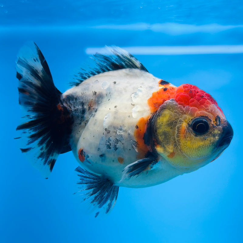 Thai Godzilla Calico Yuanbao Oranda 3.00 inch Body Female (KP-124)R1A07