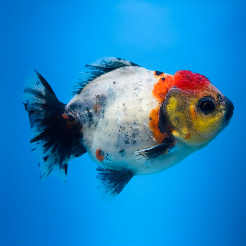 Thai Godzilla Calico Yuanbao Oranda 3.00 inch Body Female (KP-124)R1A07