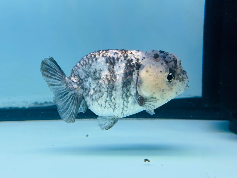 Thai Granite Ranchu 2.50 inch Male (KP-234) R2C07