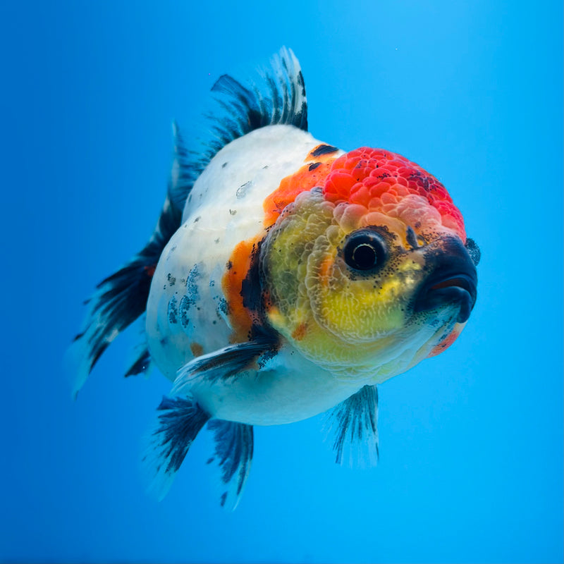 Thai Godzilla Calico Yuanbao Oranda 3.00 inch Body Female (KP-124)R1A07