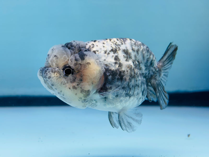 Thai Granite Ranchu 2.50 inch Male (KP-234) R2C07