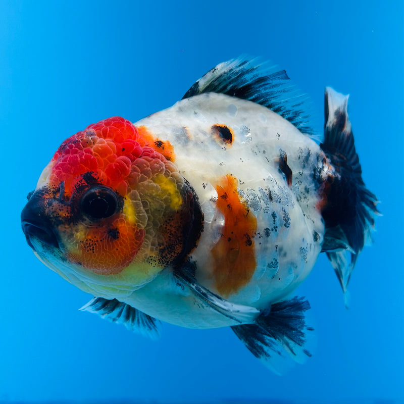 Thai Godzilla Calico Yuanbao Oranda 3.00 inch Body Female (KP-124)R1A07