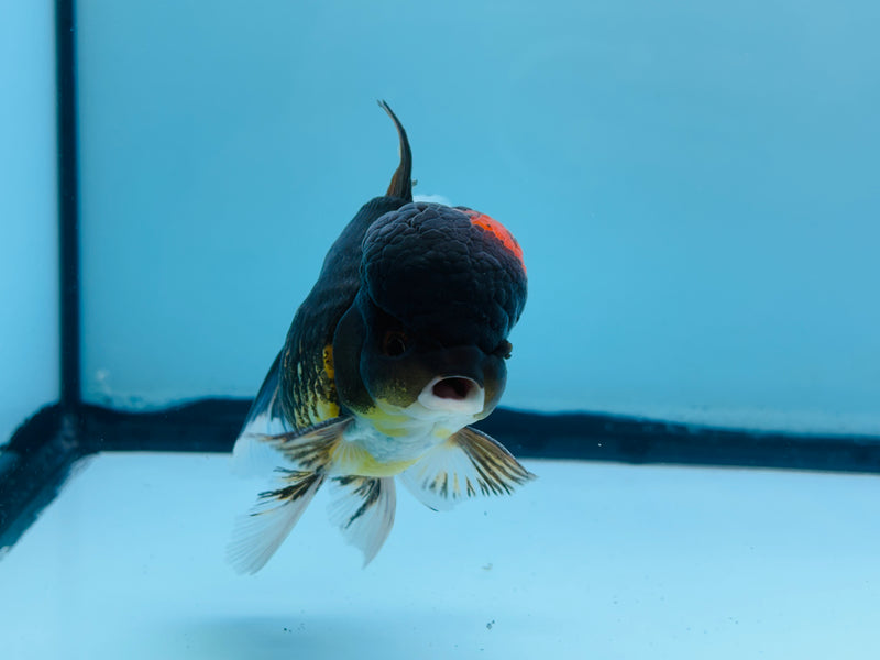Thai Black Oranda 3.00 inch Male (KP-239) R1A10