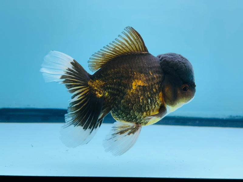 Thai Black Oranda 3.00 inch Male (KP-239) R1A10