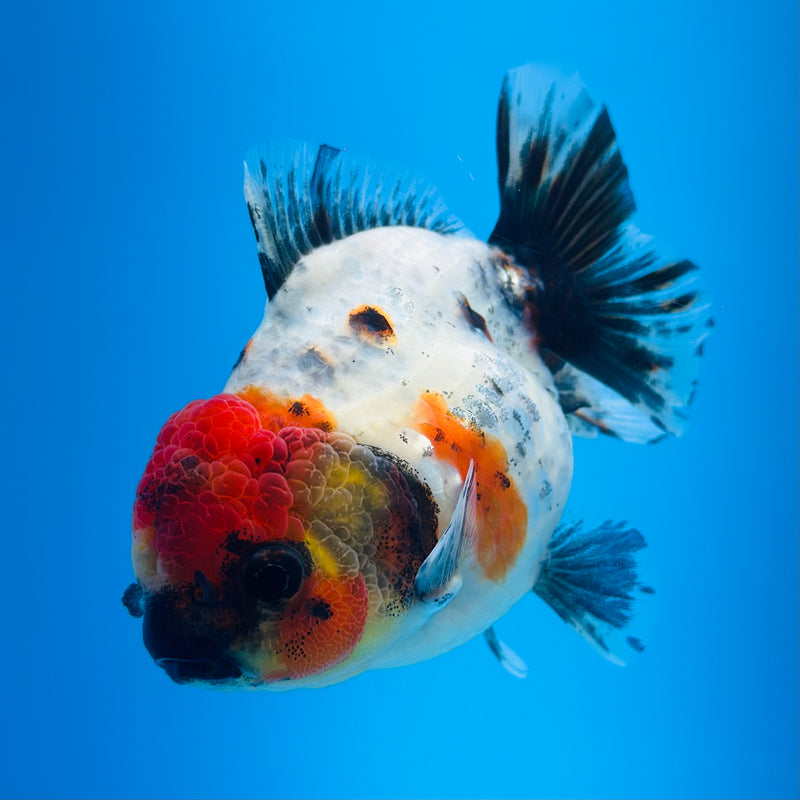 Thai Godzilla Calico Yuanbao Oranda 3.00 inch Body Female (KP-124)R1A07