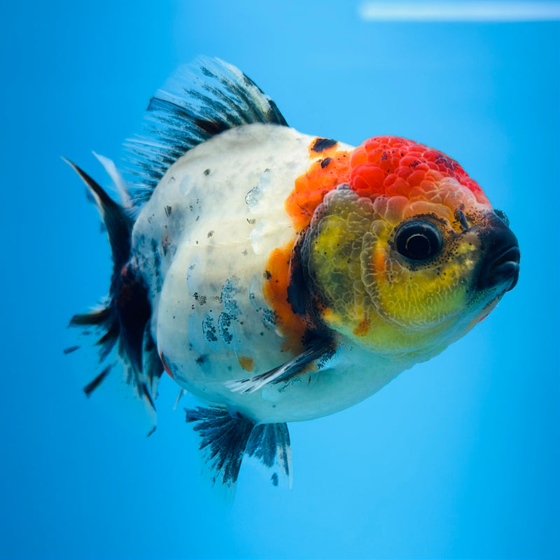 Thai Godzilla Calico Yuanbao Oranda 3.00 inch Body Female (KP-124)R1A07