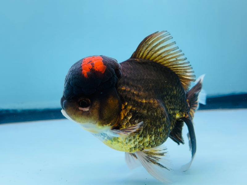 Thai Black Oranda 3.00 inch Male (KP-239) R1A10