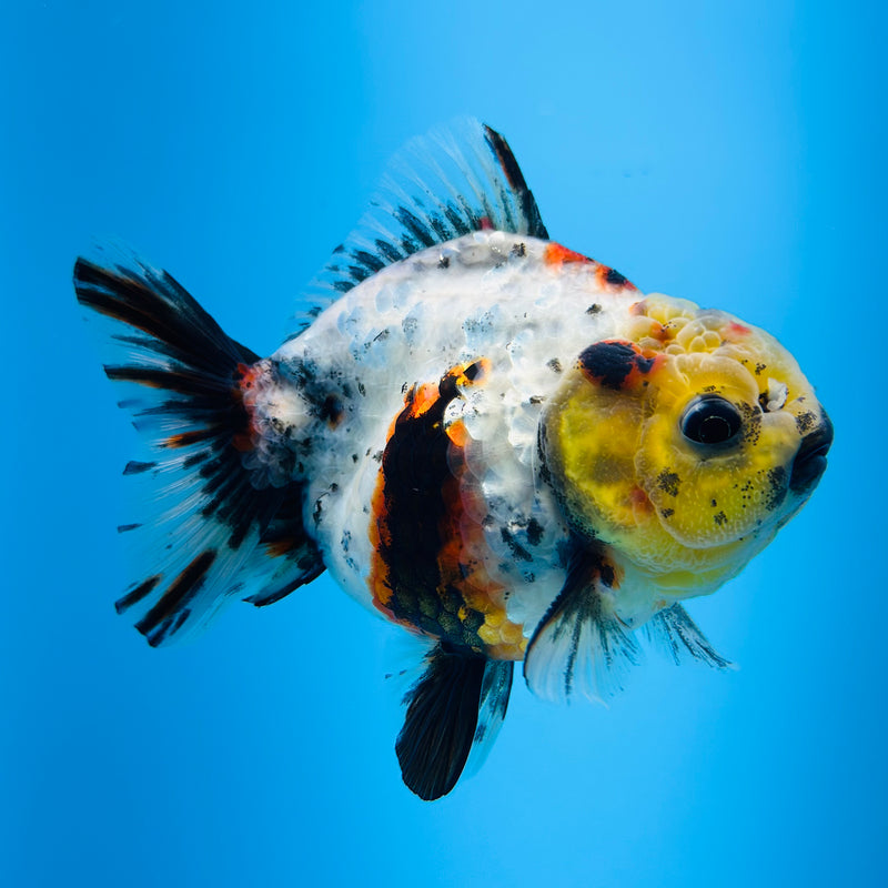 Thai Godzilla Calico Yuanbao Oranda 3.00 inch Body Male (KP-126)R1A07