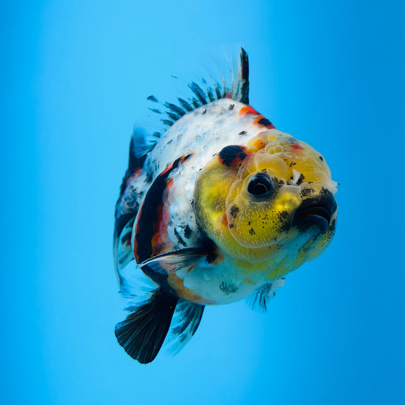 Thai Godzilla Calico Yuanbao Oranda 3.00 inch Body Male (KP-126)R1A07