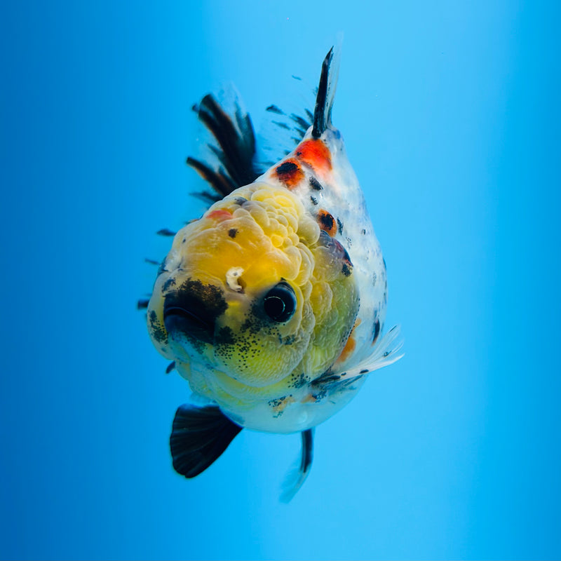 Thai Godzilla Calico Yuanbao Oranda 3.00 inch Body Male (KP-126)R1A07