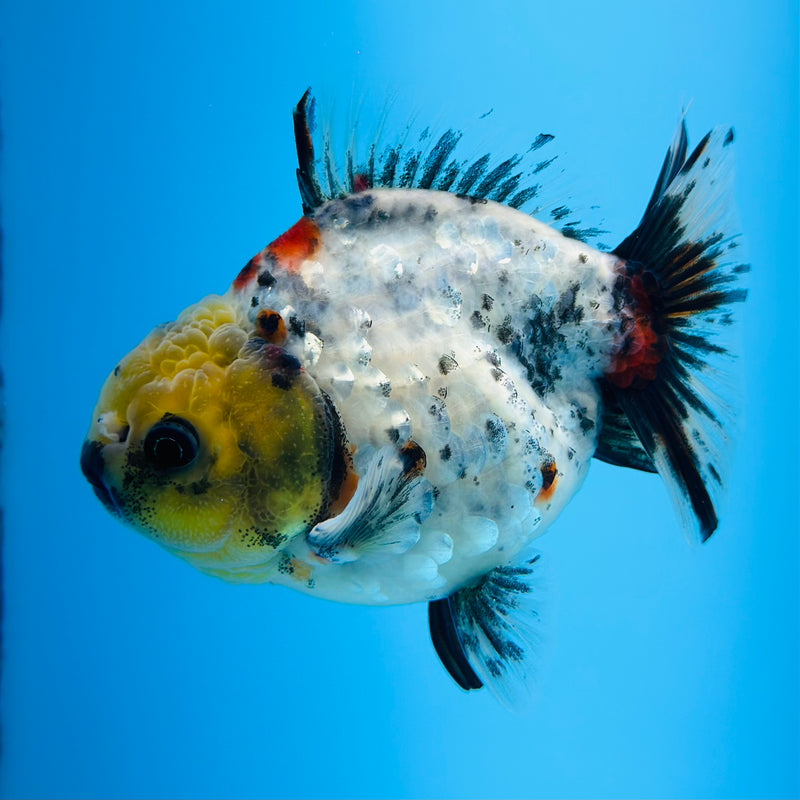 Thai Godzilla Calico Yuanbao Oranda 3.00 inch Body Male (KP-126)R1A07