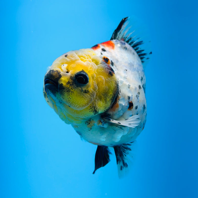 Thai Godzilla Calico Yuanbao Oranda 3.00 inch Body Male (KP-126)R1A07