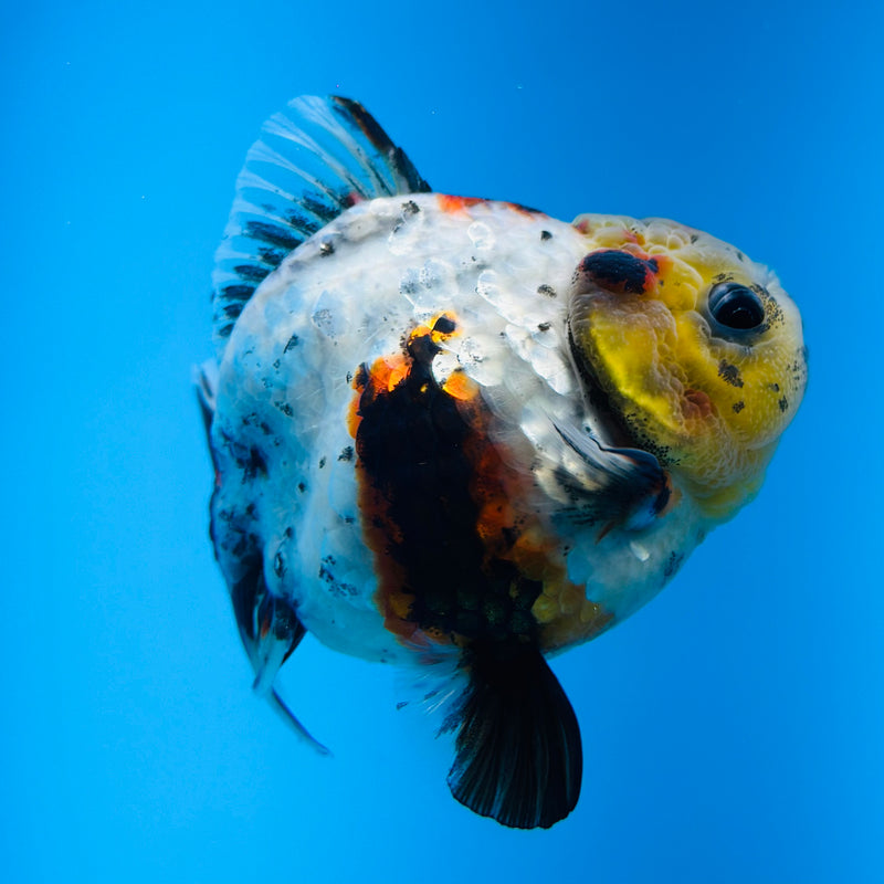 Thai Godzilla Calico Yuanbao Oranda 3.00 inch Body Male (KP-126)R1A07