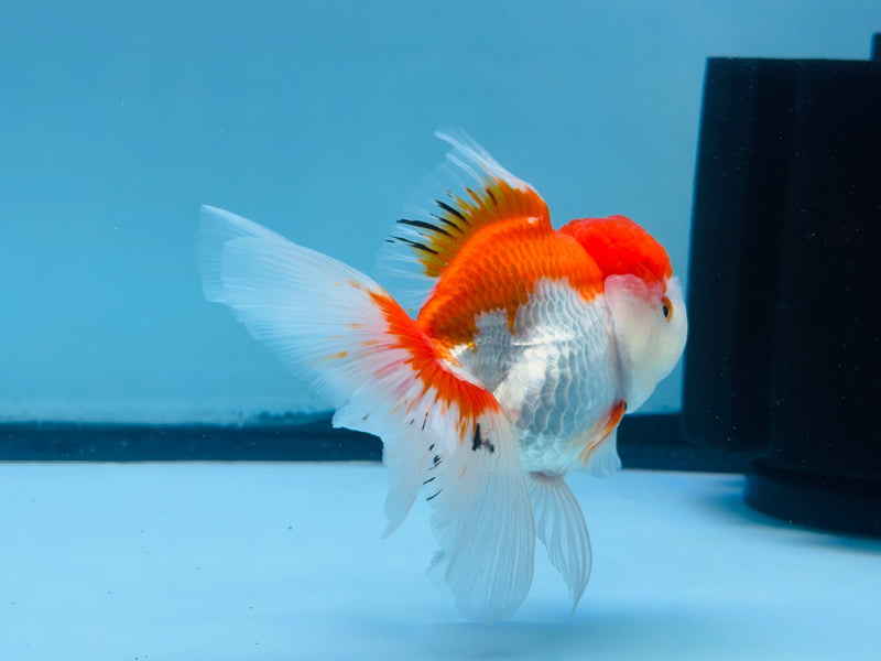 Thai Red & White Oranda 3.00 inch Female (KP-241) R1A10