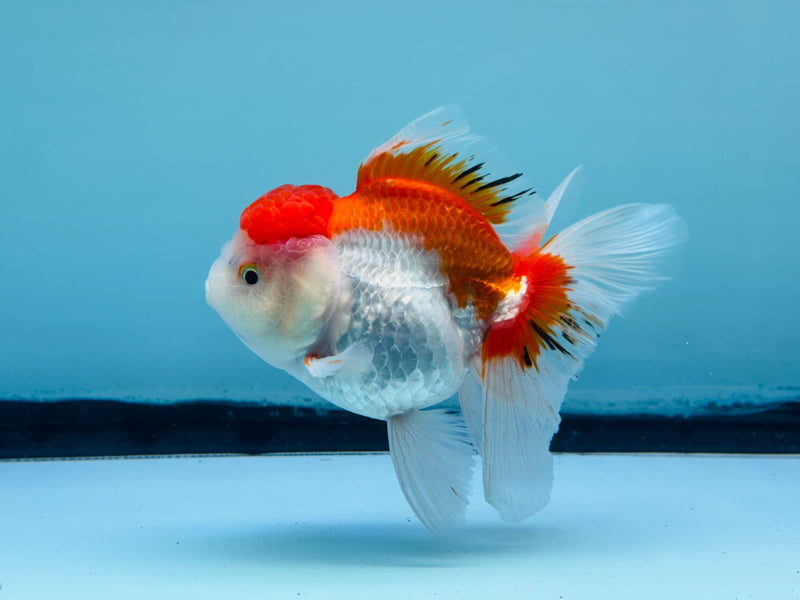 Thai Red & White Oranda 3.00 inch Female (KP-241) R1A10