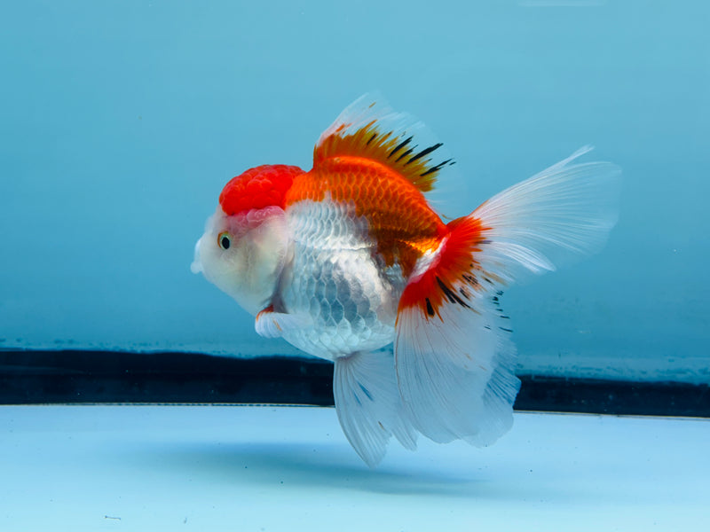 Thai Red & White Oranda 3.00 inch Female (KP-241) R1A10