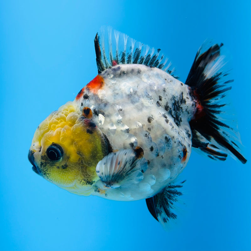 Thai Godzilla Calico Yuanbao Oranda 3.00 inch Body Male (KP-126)R1A07