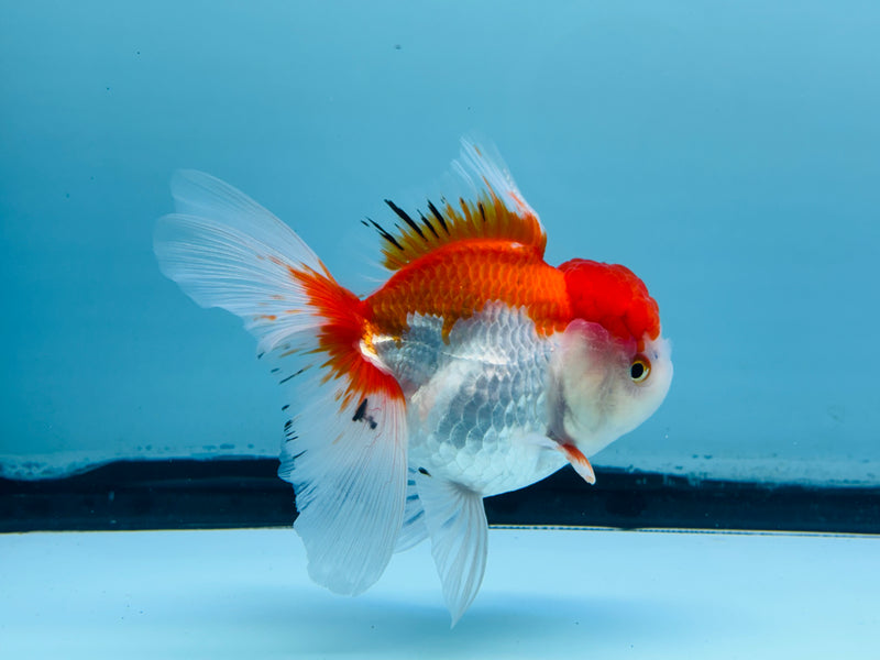 Thai Red & White Oranda 3.00 inch Female (KP-241) R1A10