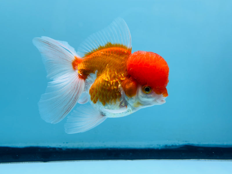Thai Red & White Oranda 3.00 inch Male (KP-242) R1A10
