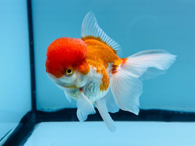 Thai Red & White Oranda 3.00 inch Male (KP-242) R1A10