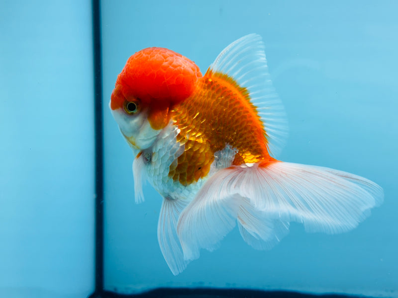 Thai Red & White Oranda 3.00 inch Male (KP-242) R1A10