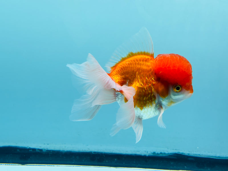 Thai Red & White Oranda 3.00 inch Male (KP-242) R1A10