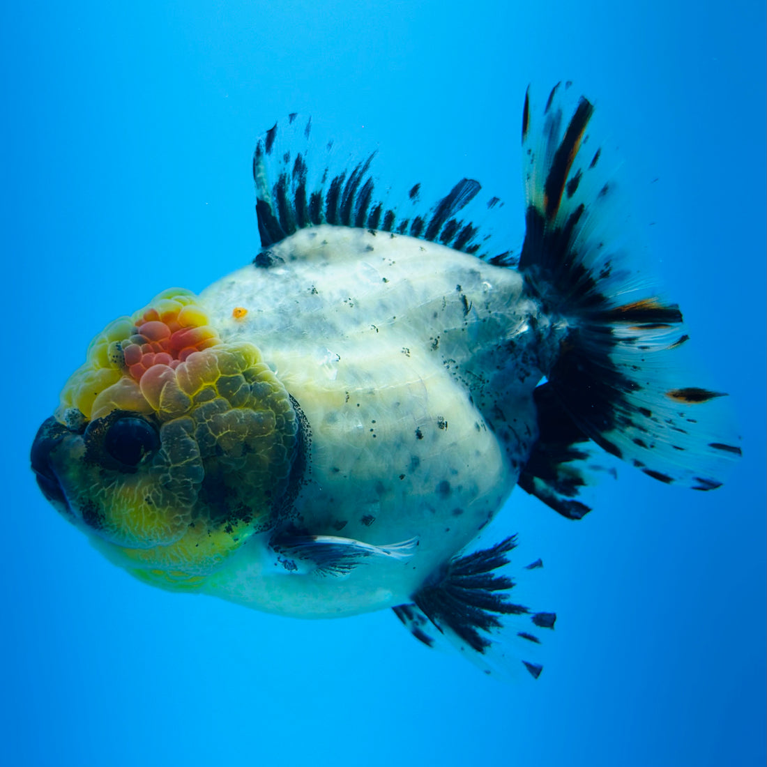 A Quality SHOGUN Godzilla Calico Thai Oranda 2.5'' SELLERS CHOICE (CGF)