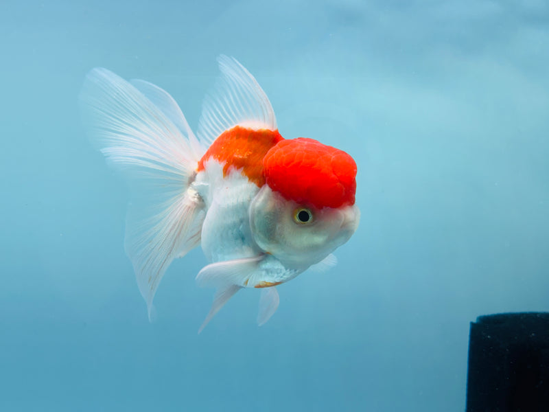 Thai Red & White Oranda 3.00 inch Female (KP-243) R1A10