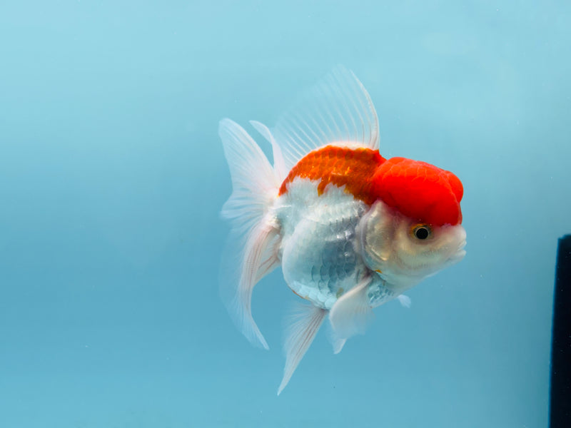 Thai Red & White Oranda 3.00 inch Female (KP-243) R1A10