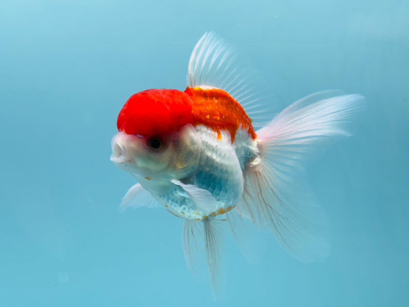 Thai Red & White Oranda 3.00 inch Female (KP-243) R1A10