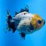 A Quality SHOGUN Godzilla Calico Thai Oranda 2.5'' SELLERS CHOICE (CGF)