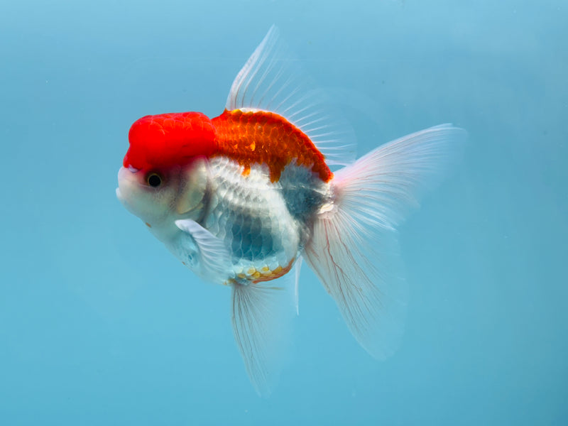 Thai Red & White Oranda 3.00 inch Female (KP-243) R1A10