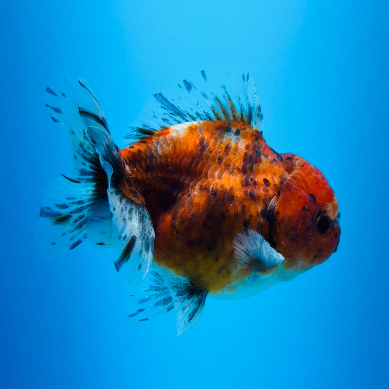 Thai Godzilla Calico Yuanbao Oranda 3.00 inch Body Female (KP-129)R1A07