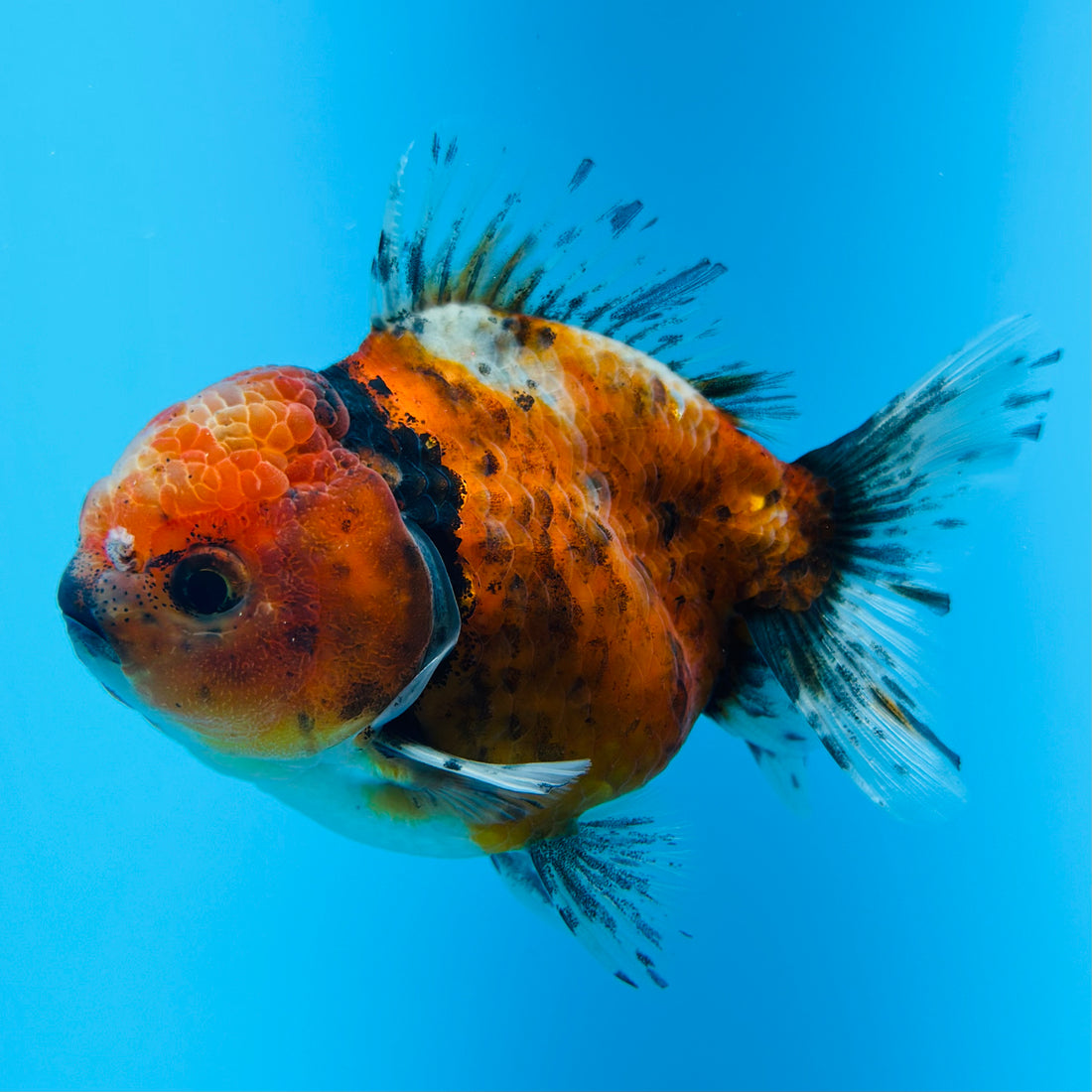 A Quality SHOGUN Godzilla Calico Thai Oranda 2.5'' SELLERS CHOICE (CGF)