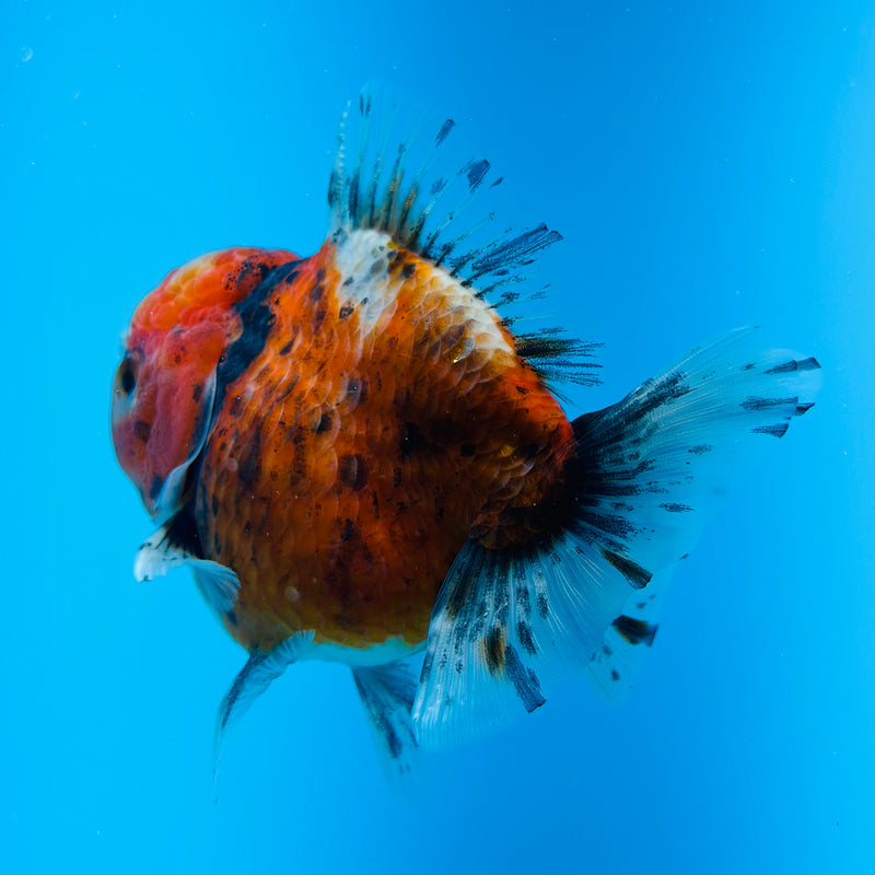 Thai Godzilla Calico Yuanbao Oranda 3.00 inch Body Female (KP-129)R1A07