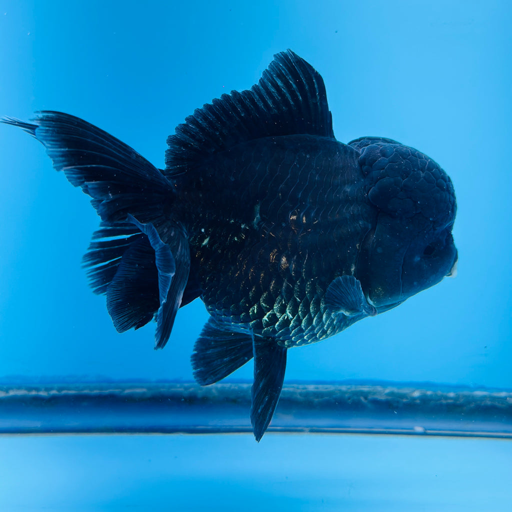 bird_fish Thai Black Oranda 4'' Body Female (KP-142) R1A08 — Coast Gem USA