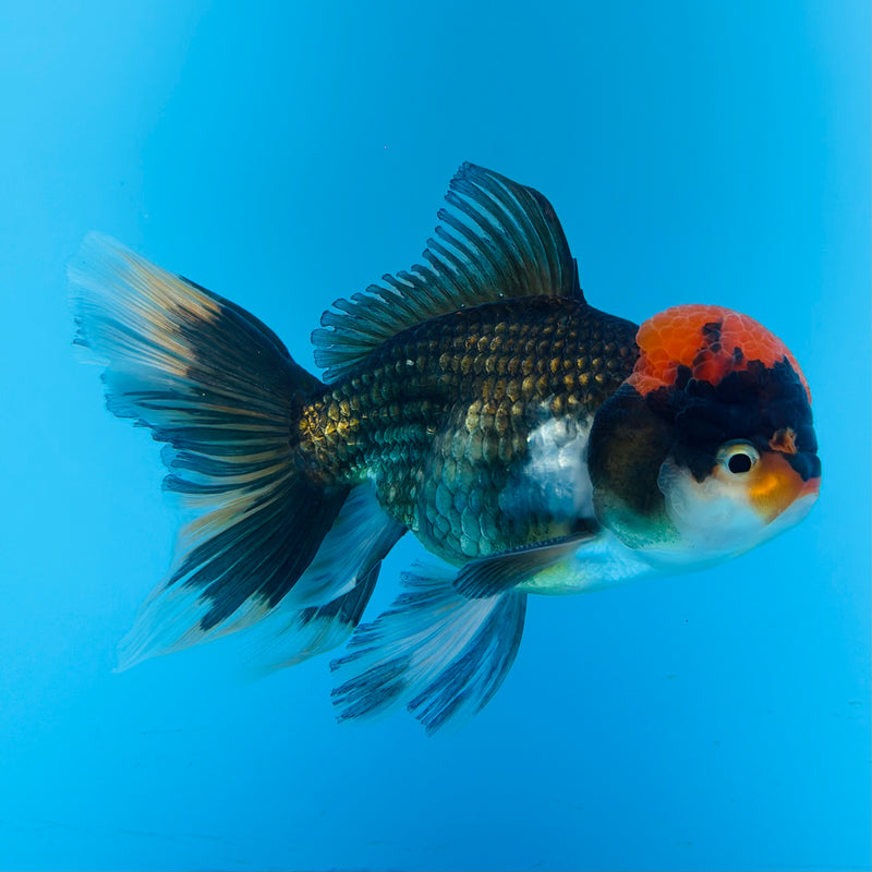 Thai Tri-Color Oranda 4'' Body Male (KP-147) R1A07