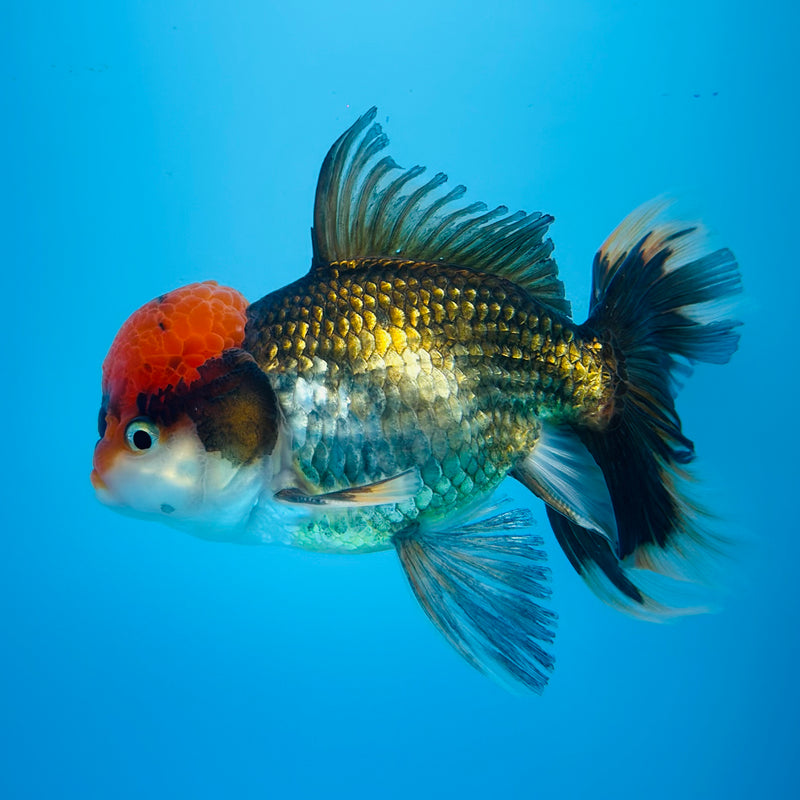 Thai Tri-Color Oranda 4'' Body Male (KP-147) R1A07