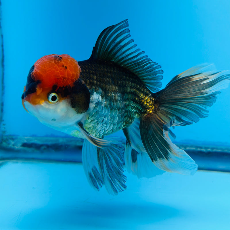 Thai Tri-Color Oranda 4'' Body Male (KP-147) R1A07