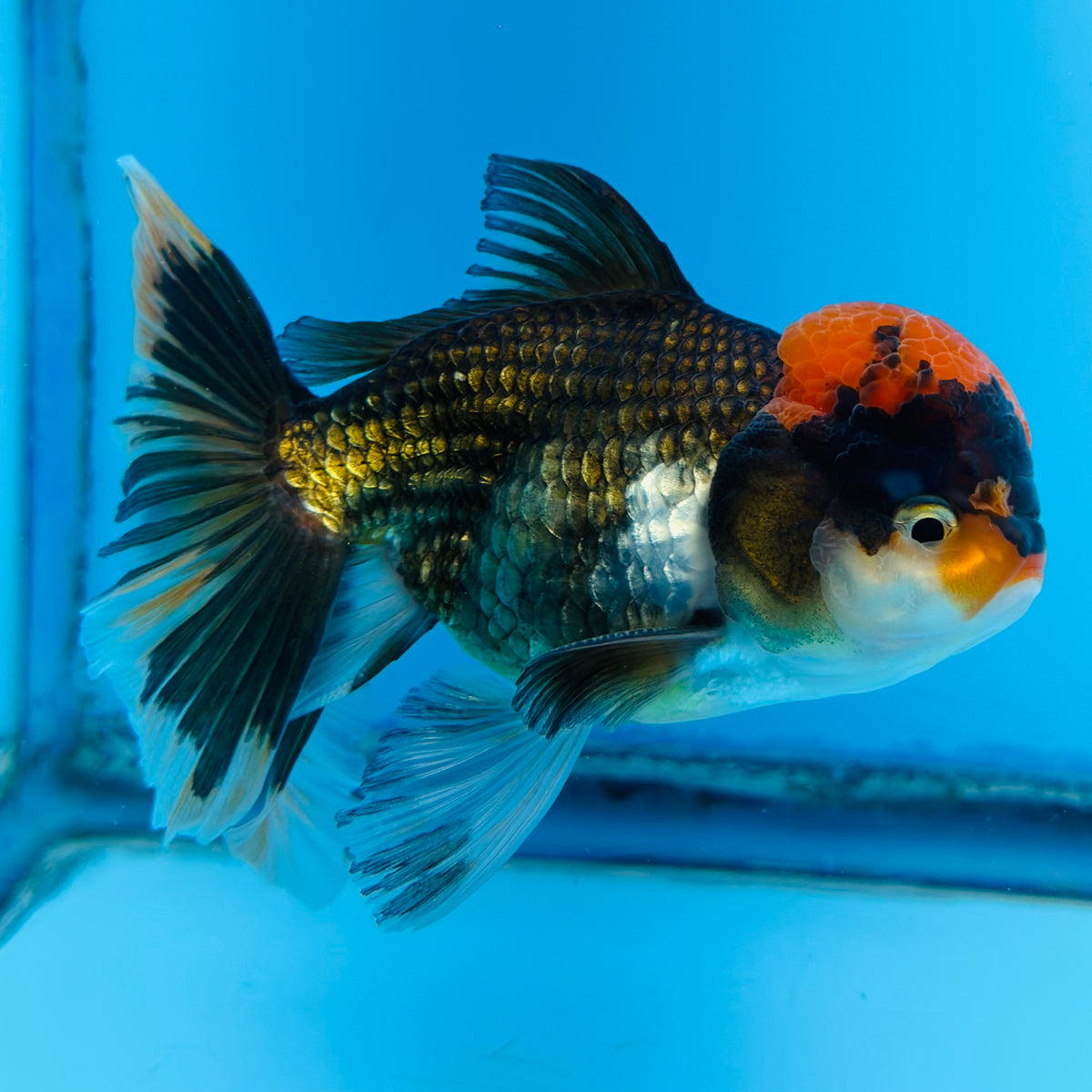 bird_fish Thai Tri-Color Oranda 4'' Body Male (KP-147) R1A07 — Coast