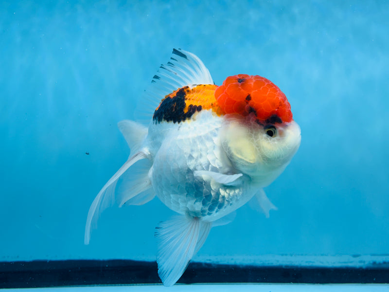 Thai 3 Color Oranda 4.5'' Female (KP-249) R1B12