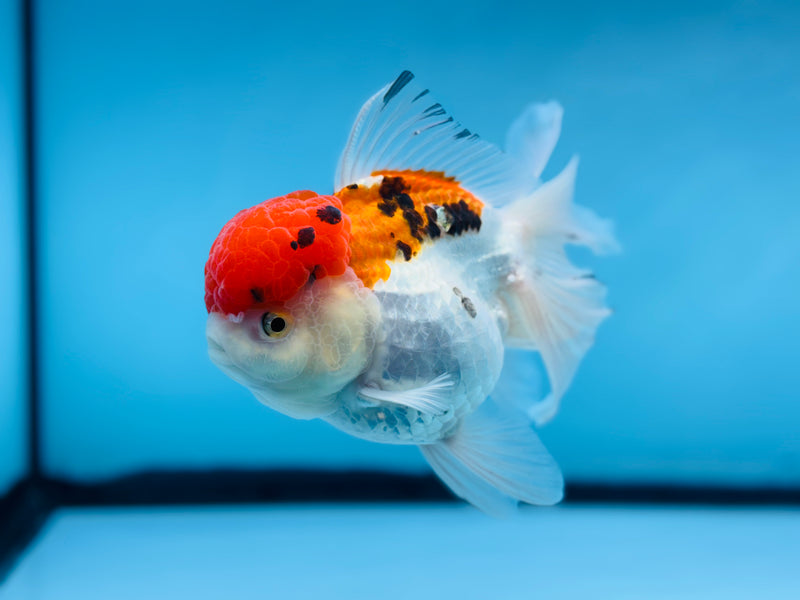 Thai 3 Color Oranda 4.5'' Female (KP-249) R1B12
