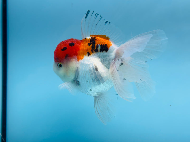 Thai 3 Color Oranda 4.5'' Female (KP-249) R1B12