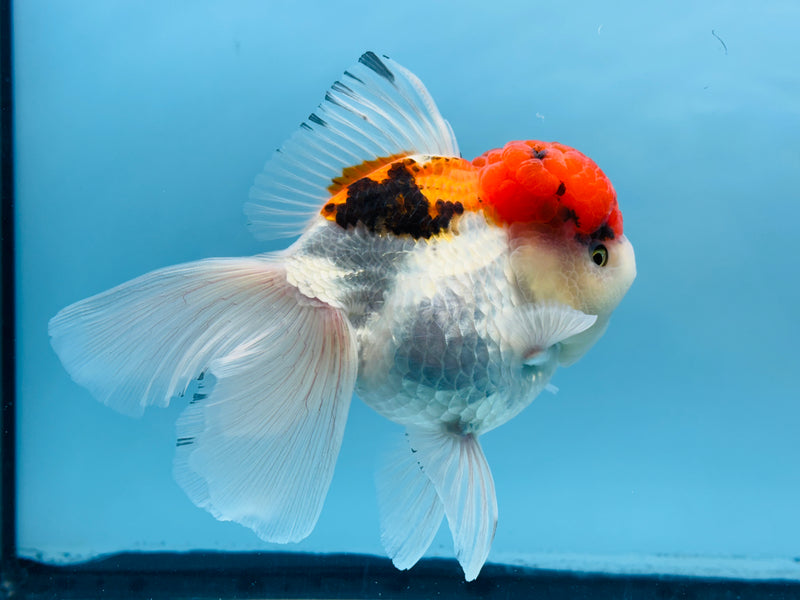 Thai 3 Color Oranda 4.5'' Female (KP-249) R1B12