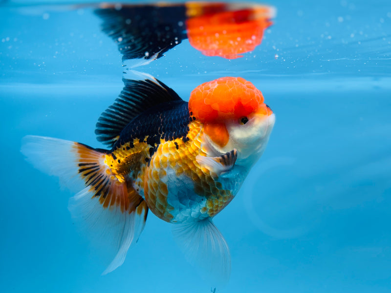 Thai 3 Color Oranda 4.5'' Male (KP-250) R1B12