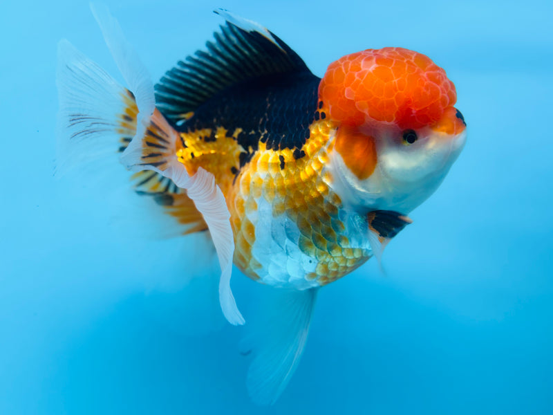 Thai 3 Color Oranda 4.5'' Male (KP-250) R1B12