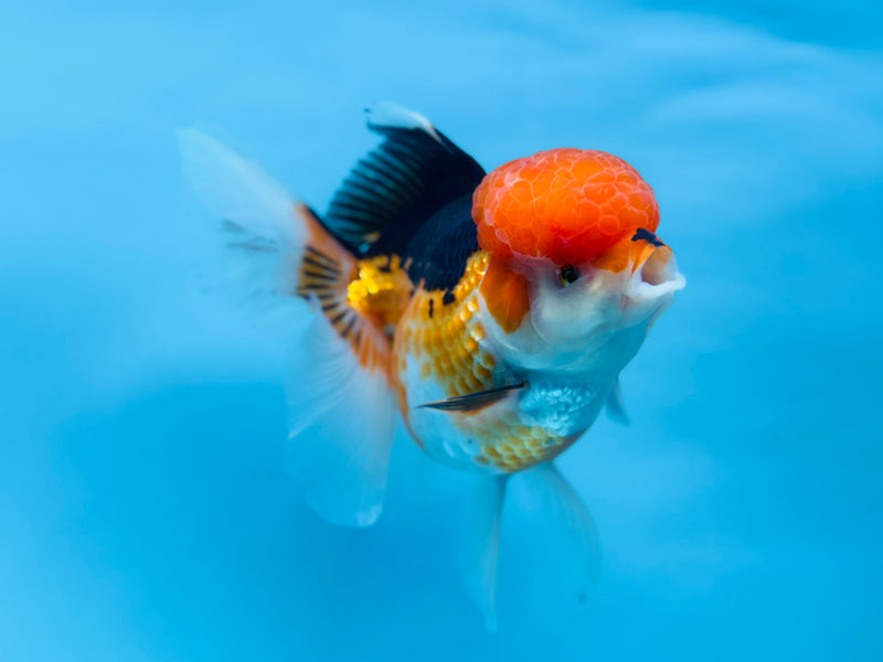 Thai 3 Color Oranda 4.5'' Male (KP-250) R1B12